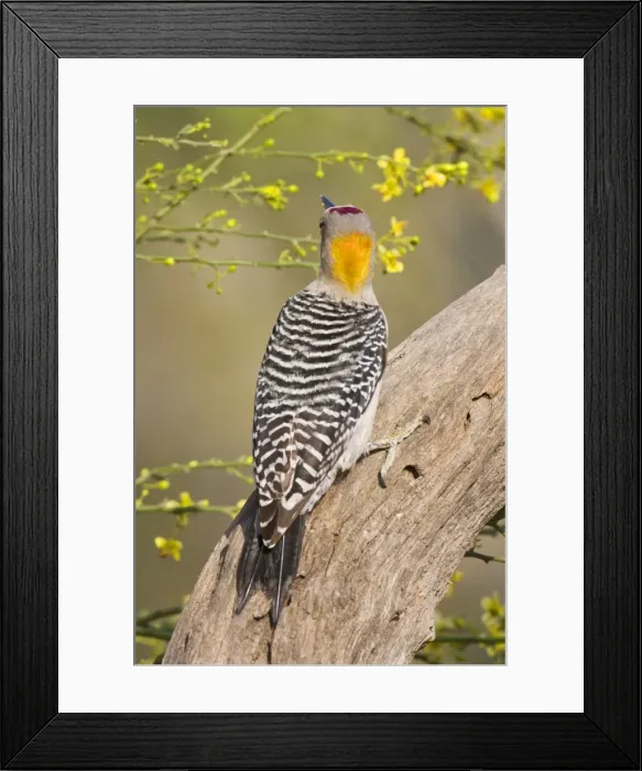 Framed Print : Golden-fronted Woodpecker South Texas Framed Print : Golden-fronted Woodpecker South Texas