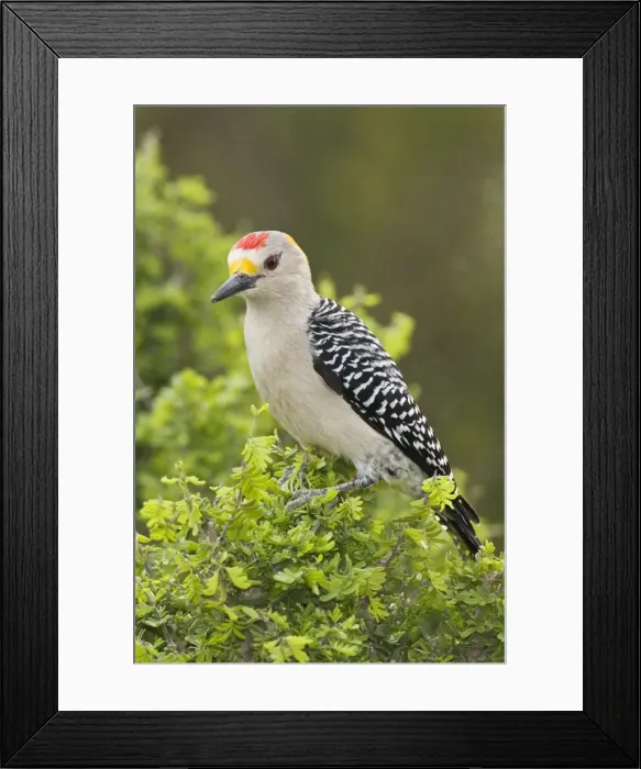 Framed Print : Golden-fronted Woodpecker South Texas Framed Print : Golden-fronted Woodpecker South Texas