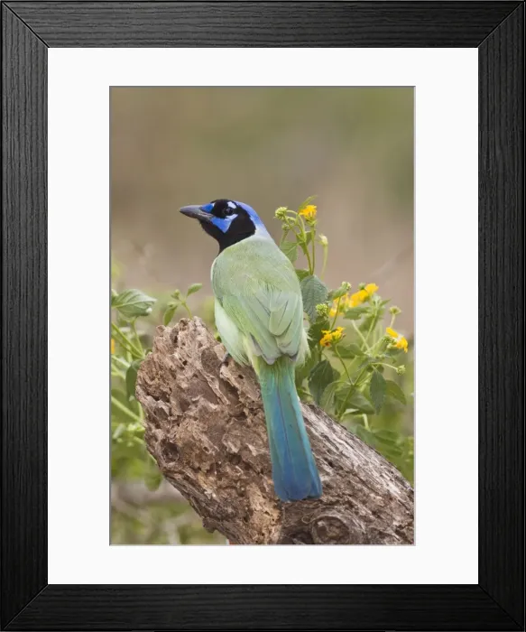 Framed Print : Green Jay South Texas Framed Print : Green Jay South Texas