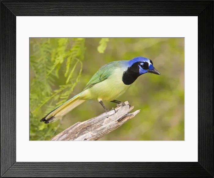Framed Print : Green Jay South Texas Framed Print : Green Jay South Texas
