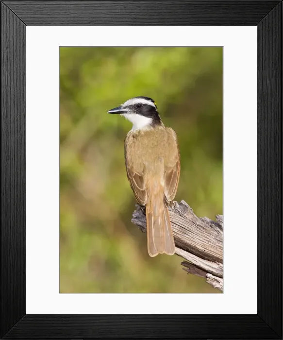Framed Print : Great Kiskadee South Texas in March Framed Print : Great Kiskadee South Texas in March