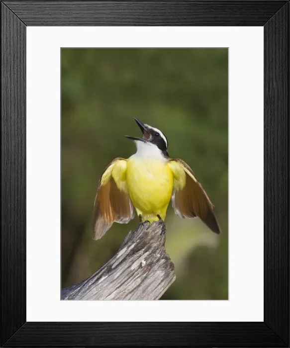 Framed Print : Great Kiskadee South Texas in March Framed Print : Great Kiskadee South Texas in March