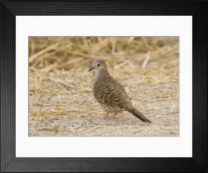 Framed Print : Inca Dove South Texas in April Framed Print : Inca Dove South Texas in April