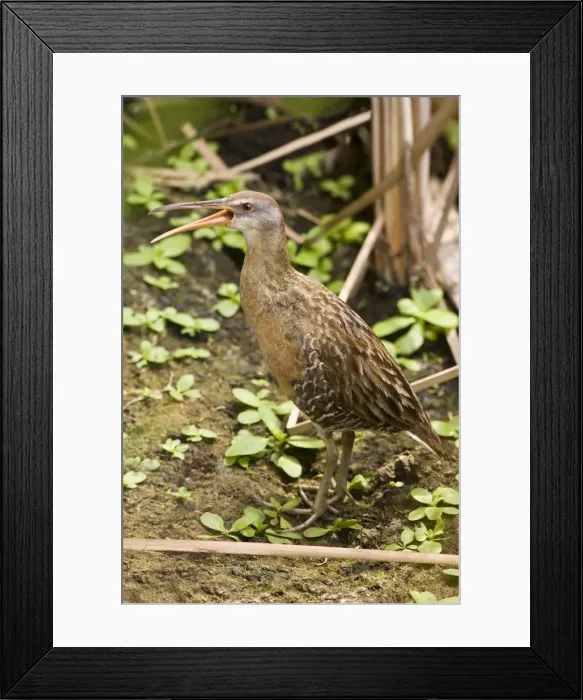 Framed Print : King Rail South Texas in March