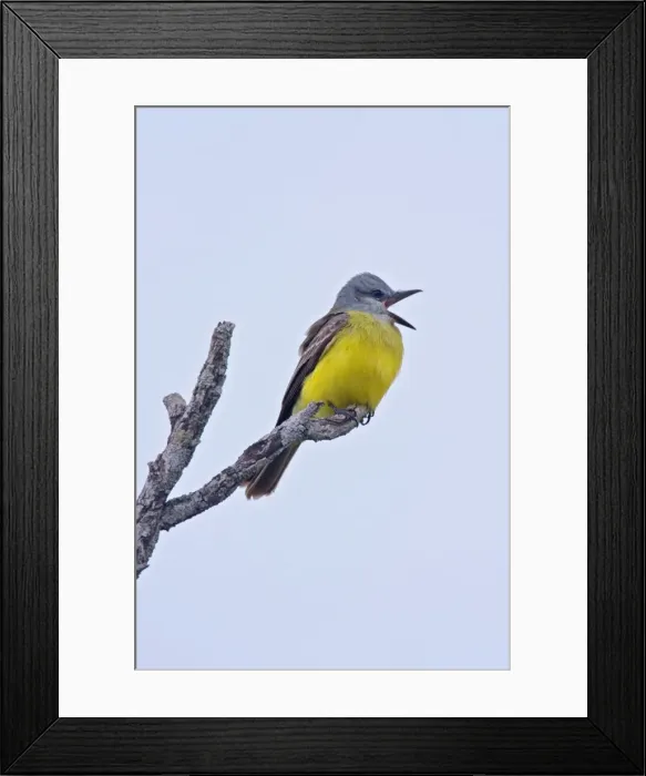 Framed Print : Couche's Kingbird South Texas in March Framed Print : Couche's Kingbird South Texas in March