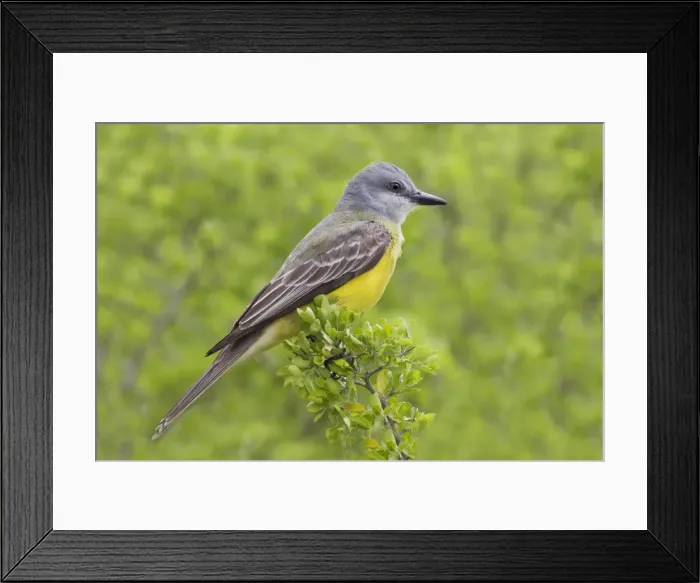 Framed Print : Couche's Kingbird South Texas in March Framed Print : Couche's Kingbird South Texas in March