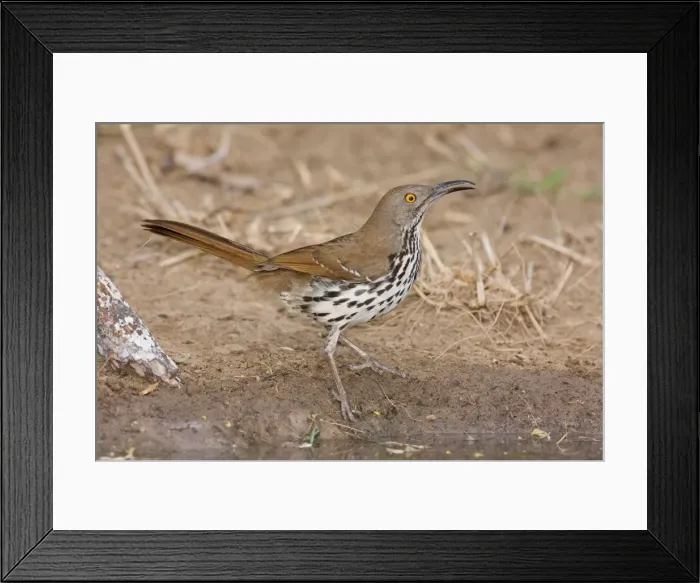 Framed Print : Long-billed Thrasher South Texas in March Framed Print : Long-billed Thrasher South Texas in March