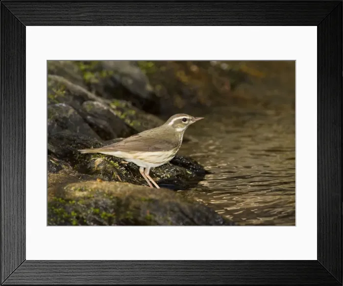 Framed Print : Louisiana Waterthrush - on territory. Connecticut in April Framed Print : Louisiana Waterthrush - on territory. Connecticut in April