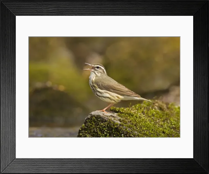Framed Print : Louisiana Waterthrush Connecticut in April Framed Print : Louisiana Waterthrush Connecticut in April