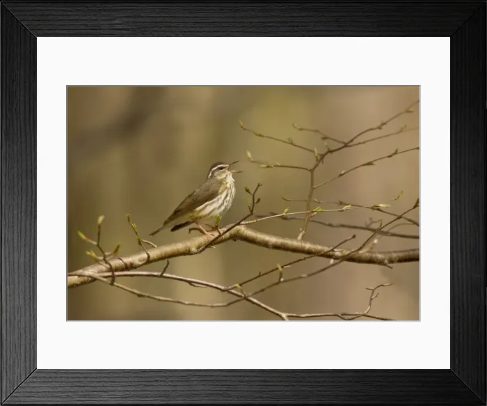 Framed Print : Louisiana Waterthrush Connecticut in April Framed Print : Louisiana Waterthrush Connecticut in April