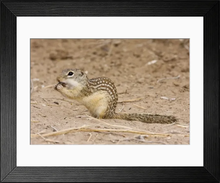 Framed Print : Mexican Ground Squirrel South Texas Framed Print : Mexican Ground Squirrel South Texas