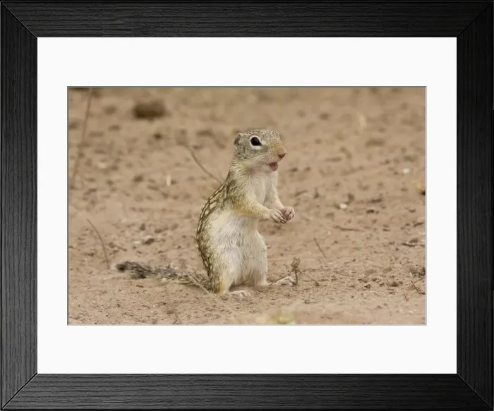 Framed Print : Mexican Ground Squirrel South Texas Framed Print : Mexican Ground Squirrel South Texas
