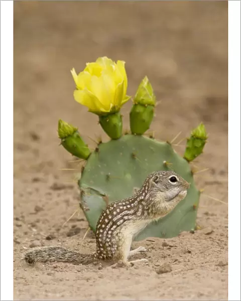 Mexican Ground Squirrel South Texas
