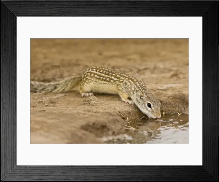 Framed Print : Mexican Ground Squirrel South Texas Framed Print : Mexican Ground Squirrel South Texas