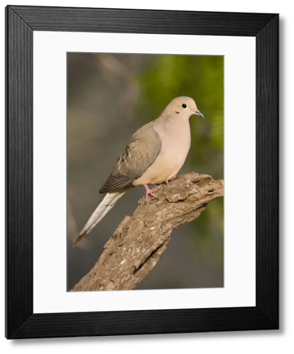 Framed Print : Mourning Dove South Texas
