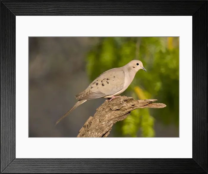 Framed Print : Mourning Dove South Texas Framed Print : Mourning Dove South Texas