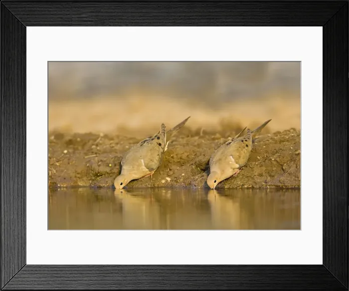 Framed Print : Mourning Dove South Texas Framed Print : Mourning Dove South Texas