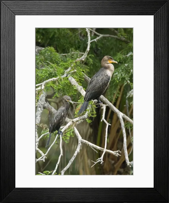Framed Print : Double-crested Cormorant and Neotropic Cormorant South Texas Framed Print : Double-crested Cormorant and Neotropic Cormorant South Texas
