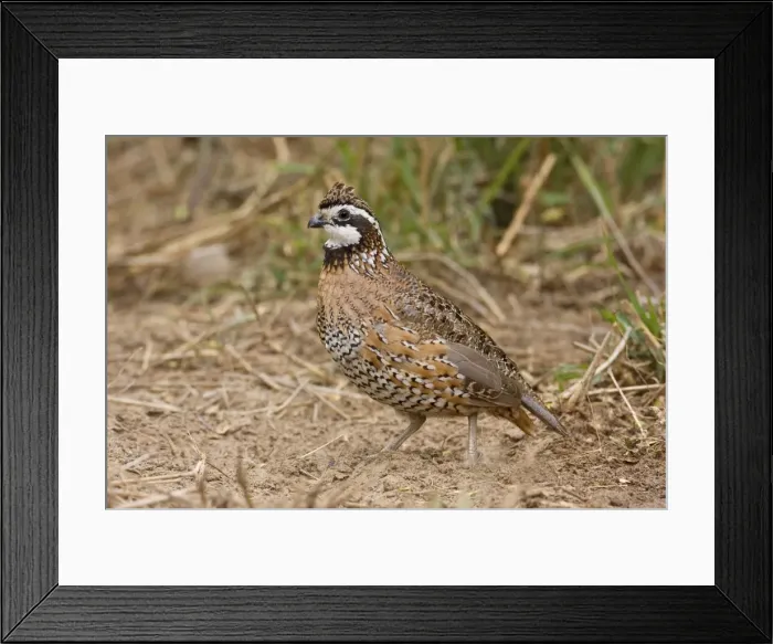 Framed Print : Northern Bobwhite - male, Small Chicken -like bird of eastern US and Mexico. South Texas in March Framed Print : Northern Bobwhite - male, Small Chicken -like bird of eastern US and Mexico. South Texas in March