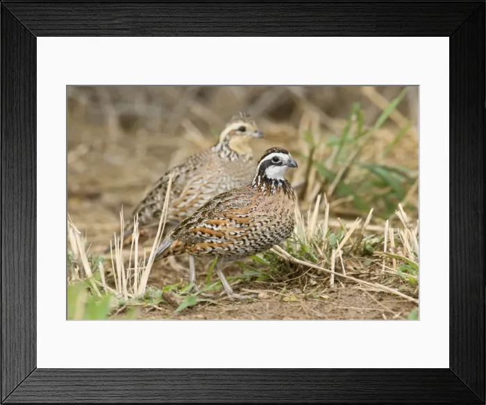 Framed Print : Northern Bobwhite - small Chicken -like bird of eastern US and Mexico. South Texas in March Framed Print : Northern Bobwhite - small Chicken -like bird of eastern US and Mexico. South Texas in March