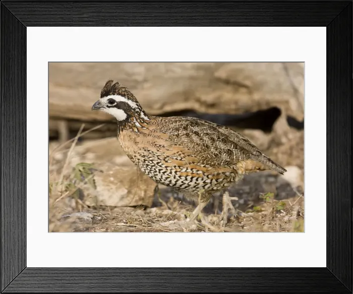 Framed Print : Northern Bobwhite - male, small Chicken -like bird of eastern US and Mexico. South Texas in March Framed Print : Northern Bobwhite - male, small Chicken -like bird of eastern US and Mexico. South Texas in March