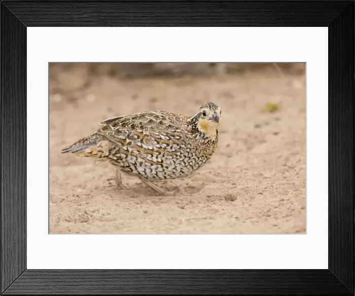 Framed Print : Northern Bobwhite - female, small Chicken -like bird of eastern US and Mexico. South Texas in March Framed Print : Northern Bobwhite - female, small Chicken -like bird of eastern US and Mexico. South Texas in March