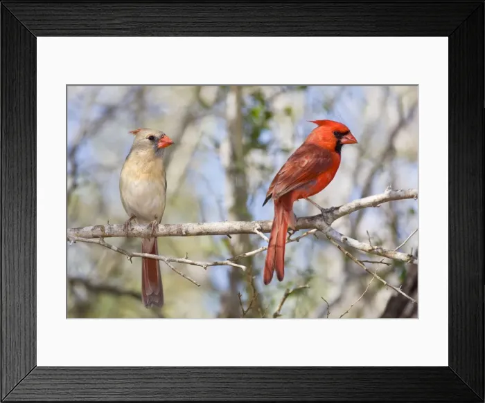 Framed Print : Northern Cardinal - male and female South Texas Framed Print : Northern Cardinal - male and female South Texas