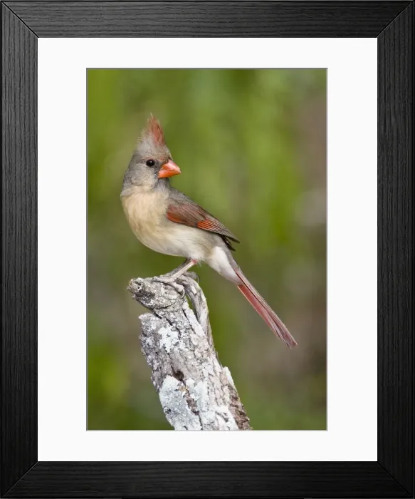 Framed Print : Northern Cardinal - female South Texas Framed Print : Northern Cardinal - female South Texas