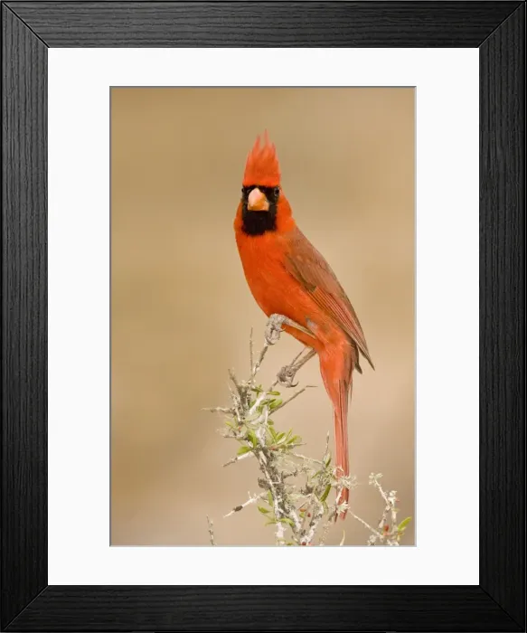 Framed Print : Northern Cardinal - male South Texas Framed Print : Northern Cardinal - male South Texas