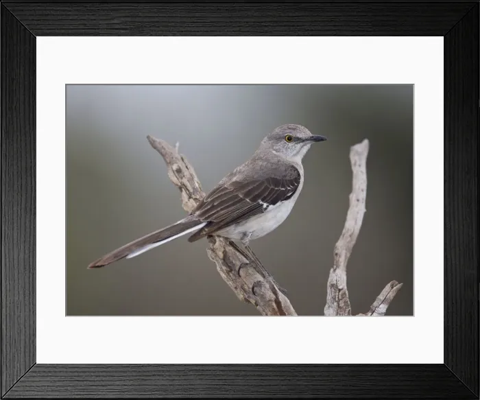 Framed Print : Northern Mockingbird South Texas in March Framed Print : Northern Mockingbird South Texas in March