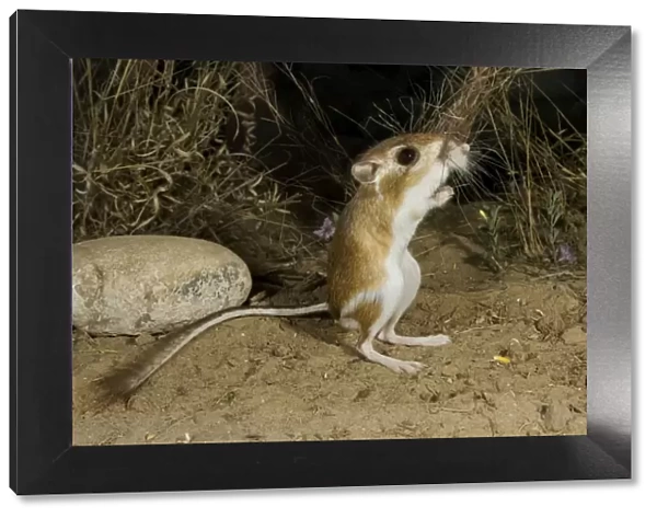 Ord's Kangaroo Rat South Texas in March