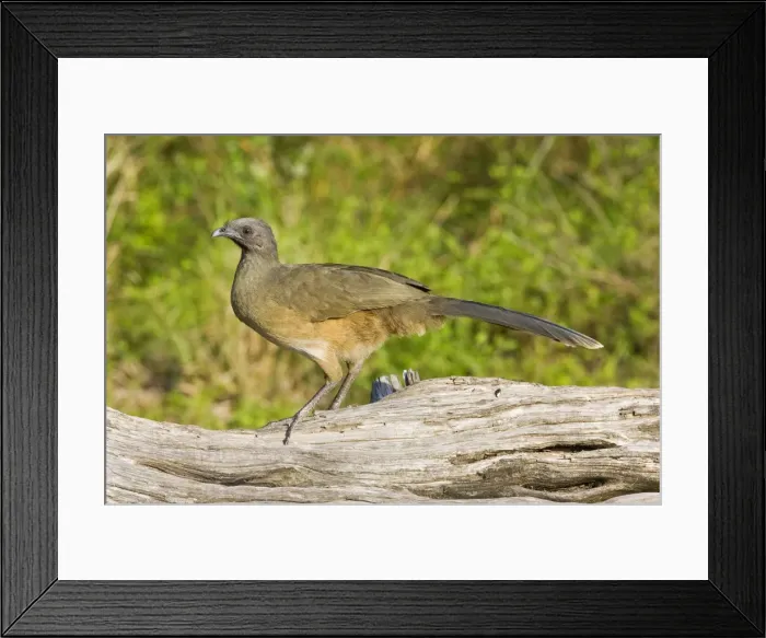 Framed Print : Plain Chachalaca South Texas in March / April Framed Print : Plain Chachalaca South Texas in March / April