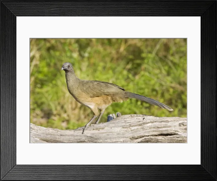 Framed Print : Plain Chachalaca South Texas in March / April Framed Print : Plain Chachalaca South Texas in March / April