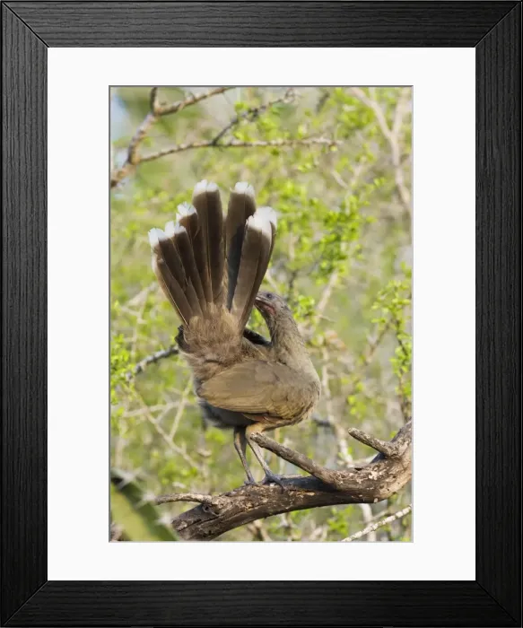 Framed Print : Plain Chachalaca South Texas in March / April Framed Print : Plain Chachalaca South Texas in March / April