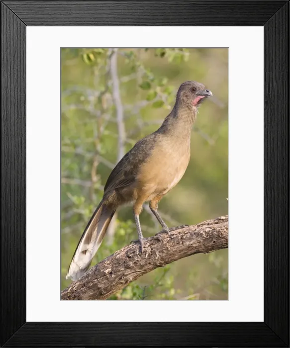Framed Print : Plain Chachalaca South Texas in March / April Framed Print : Plain Chachalaca South Texas in March / April