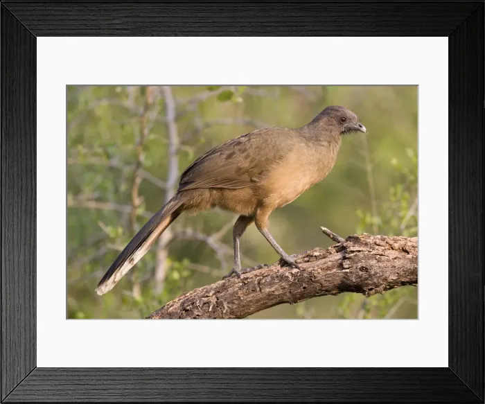 Framed Print : Plain Chachalaca South Texas in March / April Framed Print : Plain Chachalaca South Texas in March / April