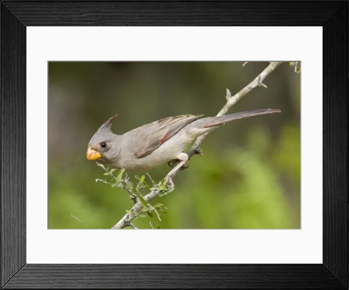 Framed Print : Pyrrhuloxia - female South Texas Framed Print : Pyrrhuloxia - female South Texas