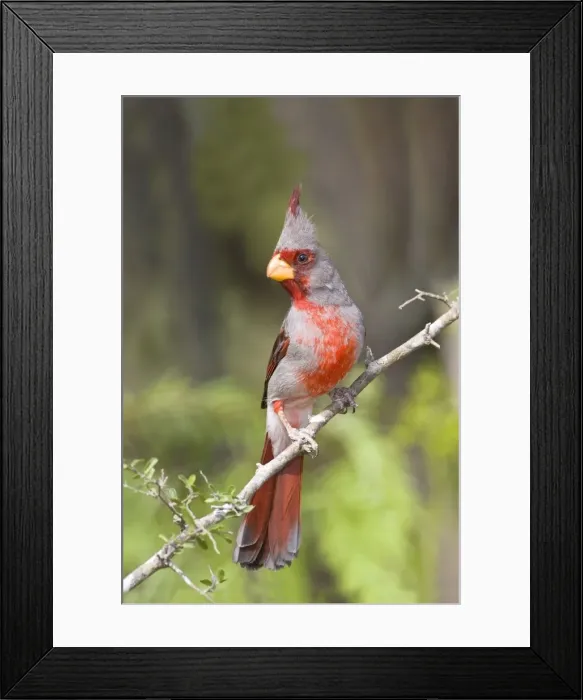 Framed Print : Pyrrhuloxia - male South Texas Framed Print : Pyrrhuloxia - male South Texas