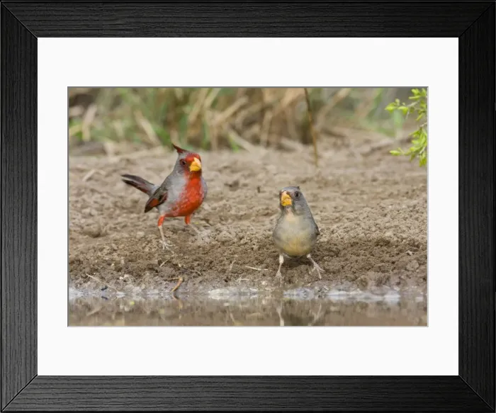 Framed Print : Pyrrhuloxia - pair South Texas Framed Print : Pyrrhuloxia - pair South Texas