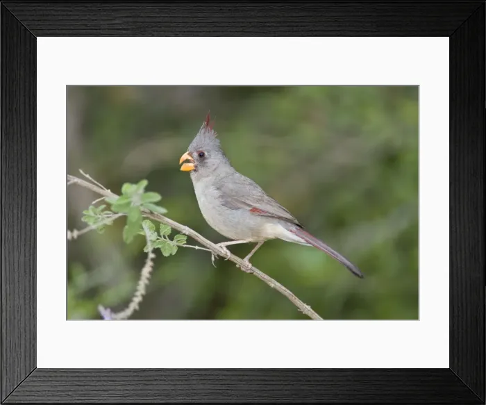 Framed Print : Pyrrhuloxia - female South Texas Framed Print : Pyrrhuloxia - female South Texas