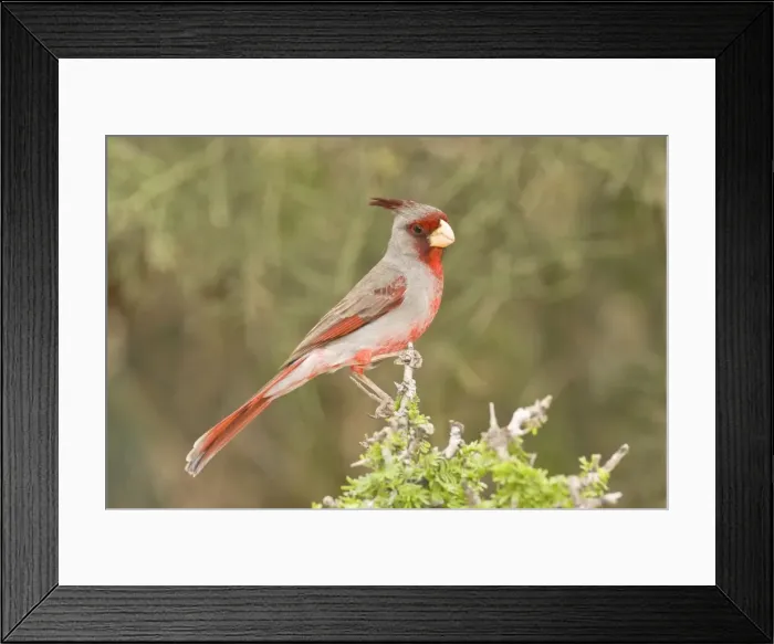 Framed Print : Pyrrhuloxia - male South Texas Framed Print : Pyrrhuloxia - male South Texas