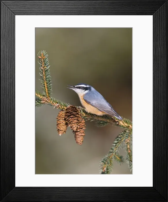 Framed Print : Red-breasted Nuthatch Connecticut in January Framed Print : Red-breasted Nuthatch Connecticut in January