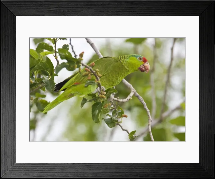 Framed Print : Red-crowned / Red-crowned Amazon / Green-cheeked Parrot. Allen William's Sanctuary, Pharr Texas in March Framed Print : Red-crowned / Red-crowned Amazon / Green-cheeked Parrot. Allen William's Sanctuary, Pharr Texas in March