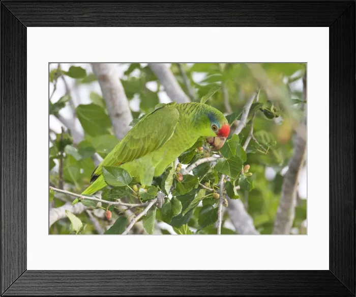 Framed Print : Red-crowned / Red-crowned Amazon / Green-cheeked Parrot. Allen William's Sanctuary, Pharr Texas in March Framed Print : Red-crowned / Red-crowned Amazon / Green-cheeked Parrot. Allen William's Sanctuary, Pharr Texas in March