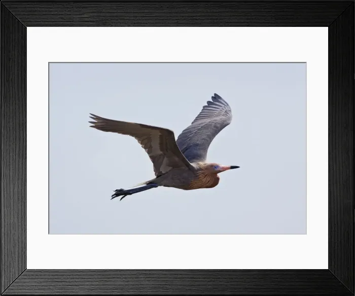 Framed Print : Reddish Egret - dark morph. South Texas in March
