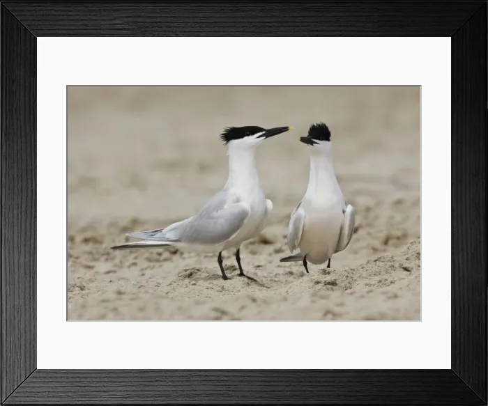 Framed Print : Sandwich Tern - Pair in courtship. Texas in April Framed Print : Sandwich Tern - Pair in courtship. Texas in April