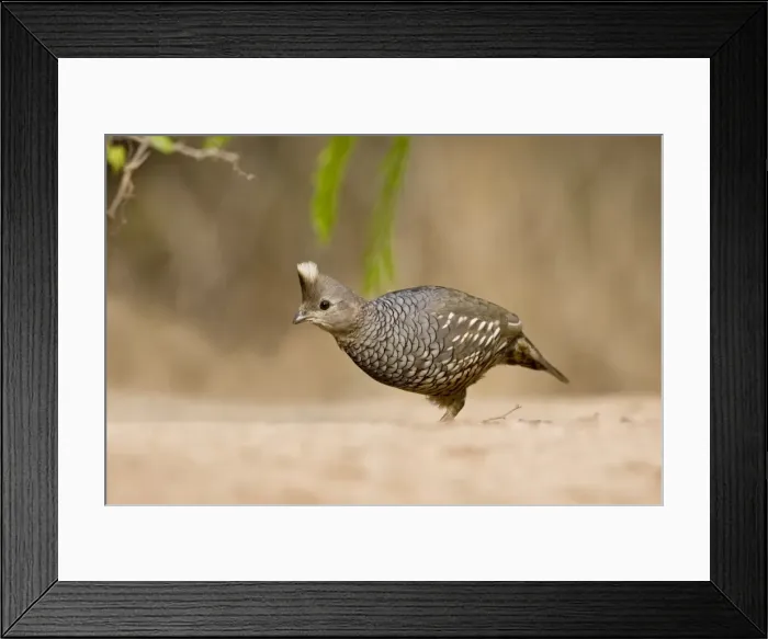 Framed Print : Scaled Quail Texas in March Framed Print : Scaled Quail Texas in March