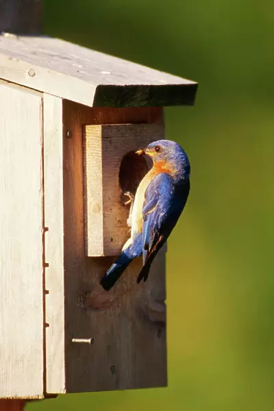 Eastern Bluebird - male at nest box Hamden, Connecticut, USA