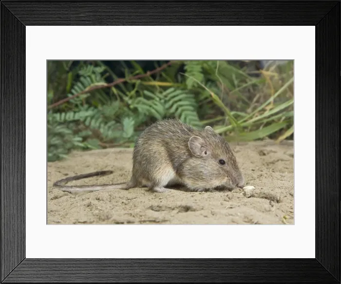 Framed Print : Spiny Pocket Mouse South Texas in March Framed Print : Spiny Pocket Mouse South Texas in March