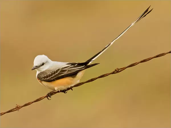 Scissor-tailed flycatcher South Florida in March
